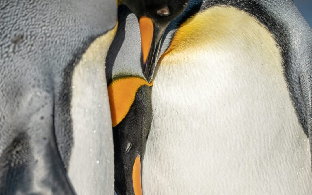 Muy acompañados en la red, solos en la vida real